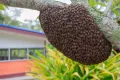 БЕЗПЛАТНО прибиране на рояци пчели във Варна, снимка 2