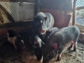 Виетнамски прасета , снимка 2