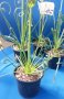 albuca spiralis, снимка 1 - Стайни растения - 35668311