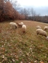 Продавам овце , снимка 6