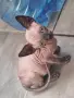 Канадски сфинкс, котенца, снимка 5