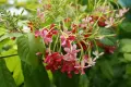 Quisqualis indica или китайски орлови нокти, снимка 1