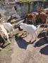 Продавам женски Ярета, снимка 6