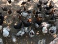 Катунски Кокошки и Петли , снимка 16