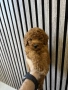 Мини Пудел Момчета / Mini Poodle Boys, снимка 1