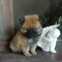 Померан момченце, снимка 1