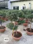 интериорни вековни маслини, снимка 1