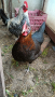 кокошки и петли, снимка 1 - Кокошки и пуйки - 44757523
