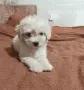 Малтипу момиченца, снимка 1