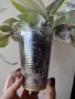 Традесканция, tradescantia albiflora Giant, снимка 3