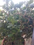 Дървото на живота,голямо,многогодишно,много богато,отлично, снимка 1
