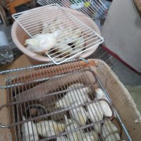Продавам пилета Бял Легхорн., снимка 3 - Патици и гъски - 40682053