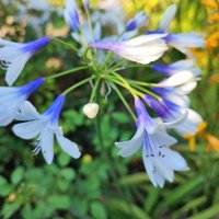 Агапантус Туистър (синьо-бял), снимка 1 - Градински цветя и растения - 42067264