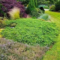 Juniperus Green Carpet, Хвойна Зелен Килим!!!, снимка 3 - Градински цветя и растения - 39478963