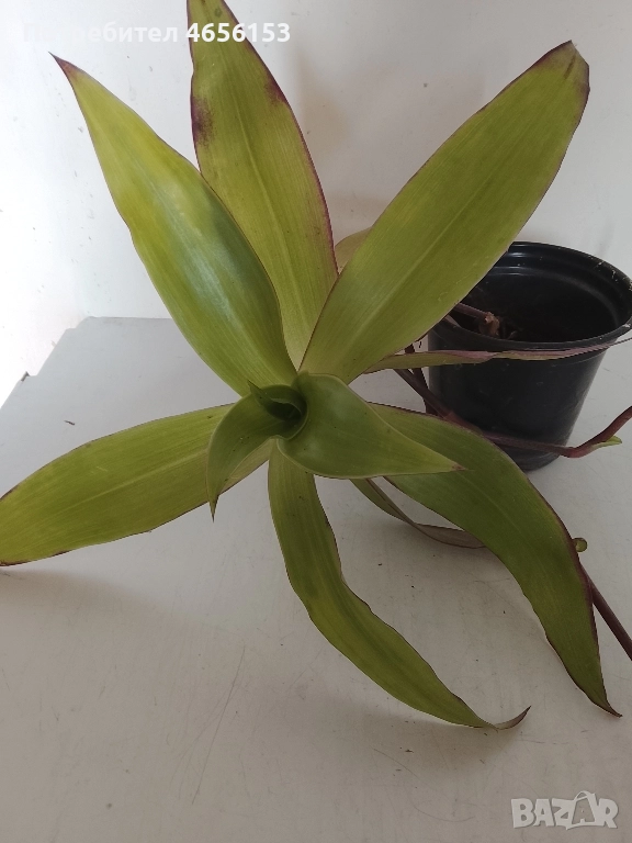 АРОМАТНА и ЛЕЧЕБНА КАЛИЗИЯ, снимка 1