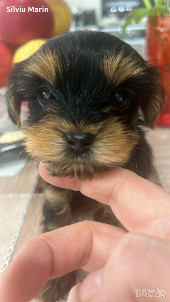 Мини йорки,момче. Гр. Варна, снимка 1