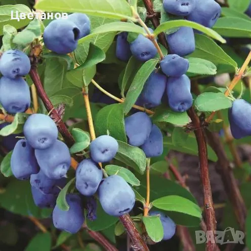 Майска боровинка (Lonicera caerulea), снимка 1