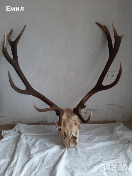 Еленови рога с черепа , снимка 1