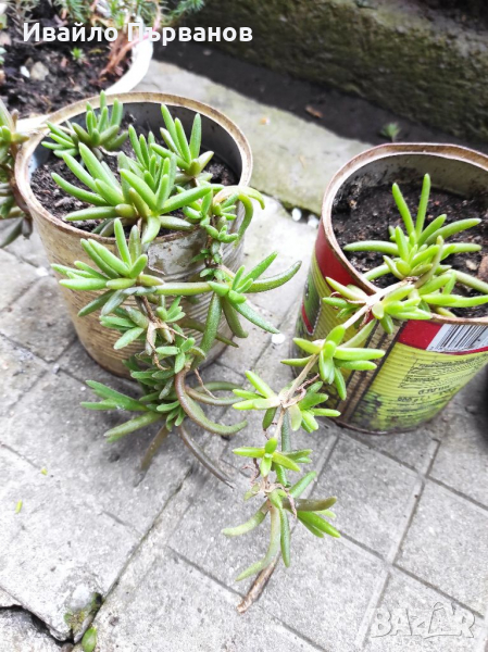 Делосперма , снимка 1