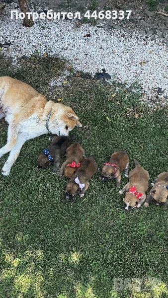 Бебета Акита Ину, снимка 1