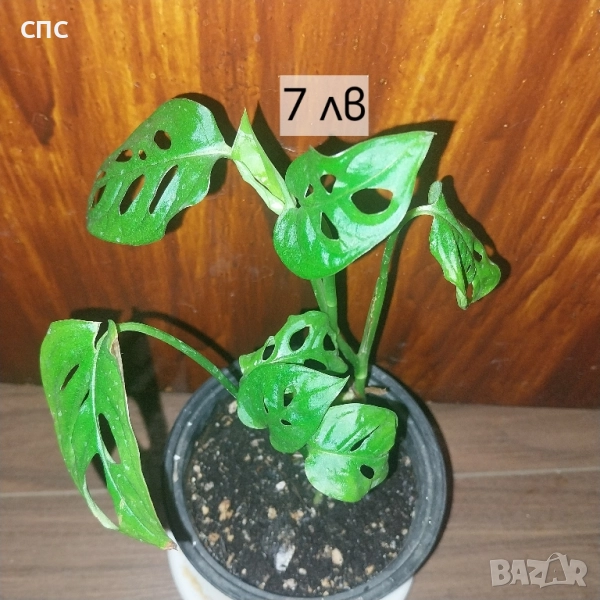 монстера адансонии , снимка 1