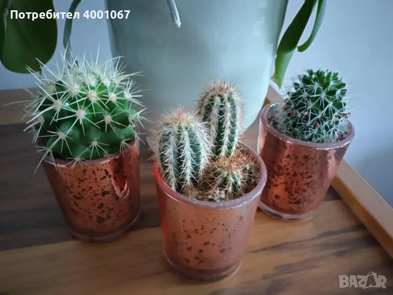 красиви кактуси, снимка 1