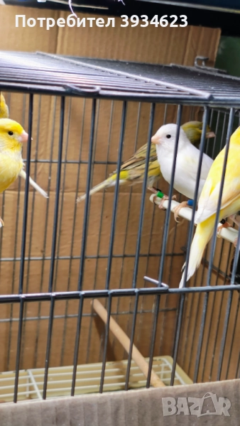 Продавам Канари Орфей , снимка 1