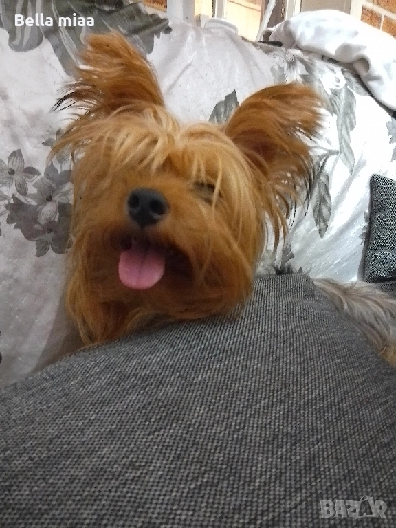 йорки, снимка 1