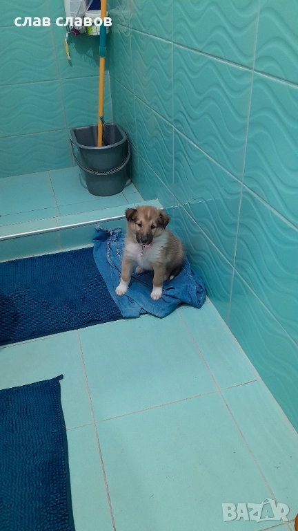 Женско коли, снимка 1