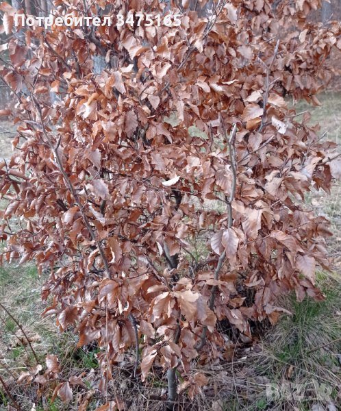 Бук (Fagus sylvatica), снимка 1