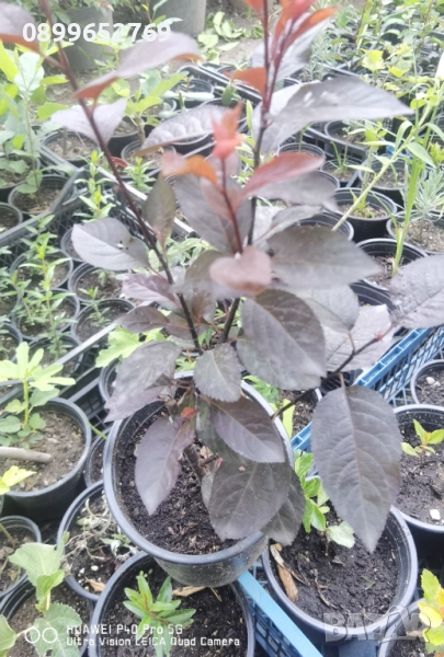 Червенолистна слива, снимка 1