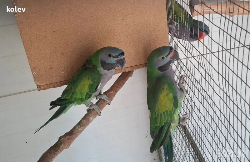 Папагали Китайски Александър , снимка 1