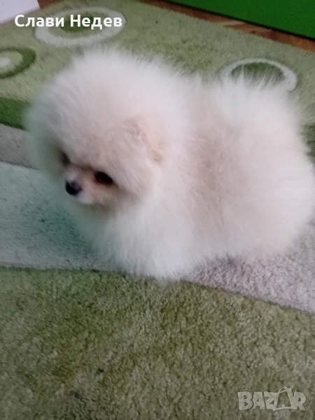 померанче мини , снимка 1