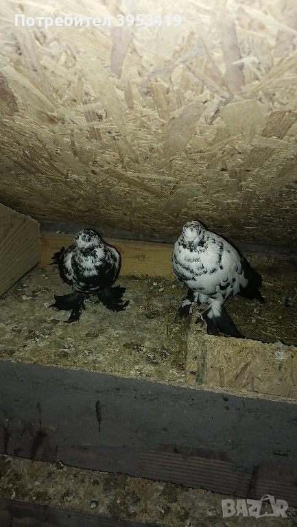 здрави птици, снимка 1