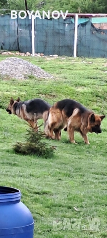 Продава немска овчарка женска, снимка 5 - Немска овчарка - 53807234