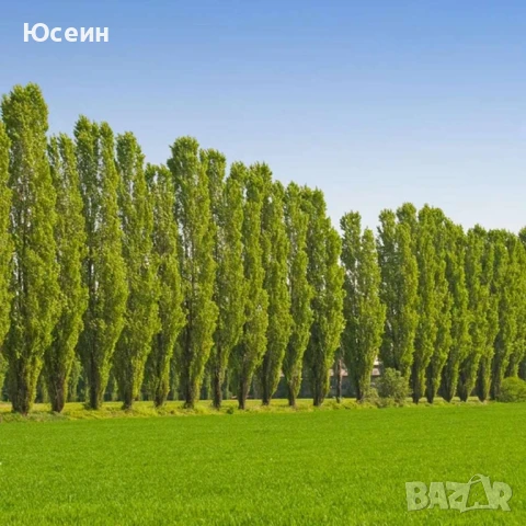 Фиданки от топола , снимка 5 - Градински цветя и растения - 51343080