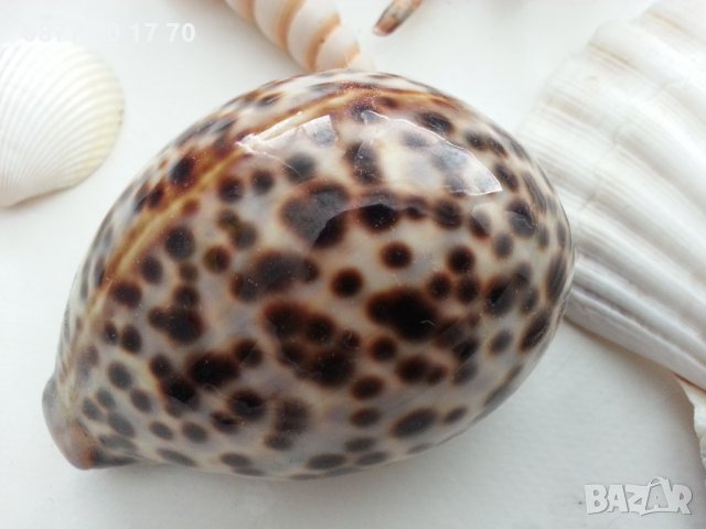 Морска красота за декорация, снимка 9 - Декорация за дома - 34004362