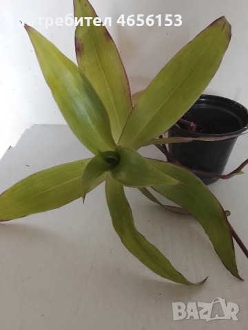 АРОМАТНА и ЛЕЧЕБНА КАЛИЗИЯ