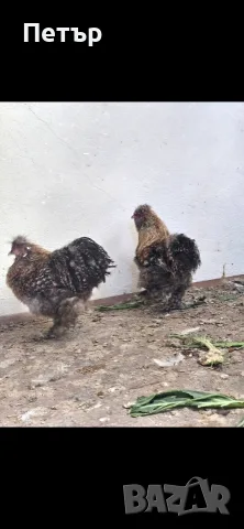 копринки петлета и кокошки