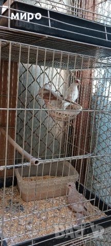 Шарени Диамантени гугутки!, снимка 13 - други­ - 51645799