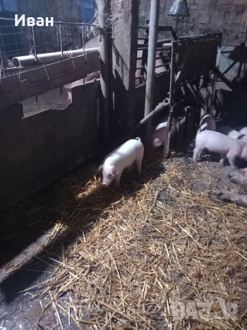 Прасета, снимка 3 - Прасета - 52757302