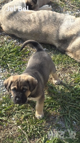 Кученце Кръстоска Алабай Х Белгийска Овчарка с Доставка, снимка 8 - Алабай - 49938706