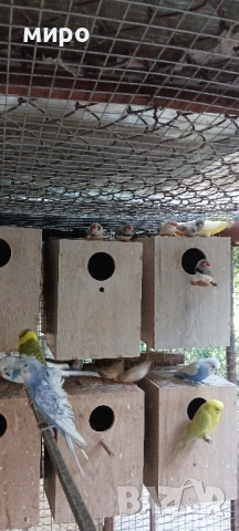 Зеброви Амадини !, снимка 3 - Амадини - 51553461