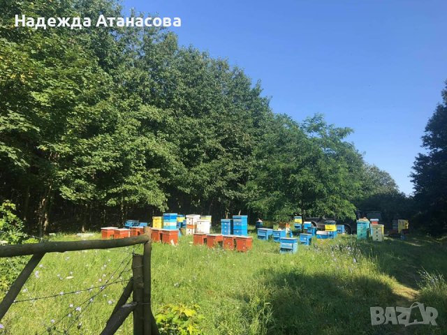 Домашен пчелен мед, снимка 5 - Пчелни продукти - 41658661