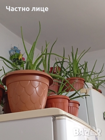 Лечебно Алое , снимка 4 - Градински цветя и растения - 52435559