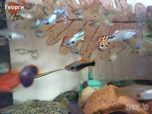 Хелери и гупи, снимка 2 - Рибки - 53621155