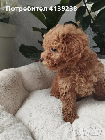 Poodle toy -мини пудел, снимка 6 - Пудели - 56315116
