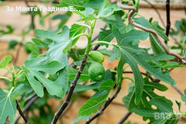 Смокиня - Брунсуик, снимка 4 - Градински цветя и растения - 53618378