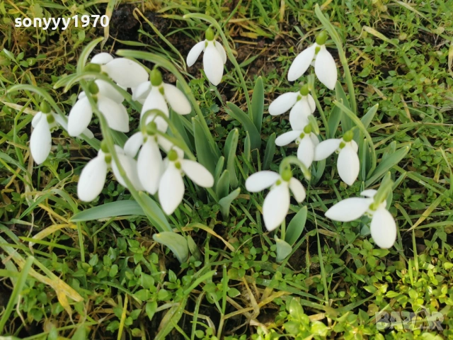 LOT КОКИЧЕТА ЗА МОМИЧЕТА 0902261847, снимка 12 - Градински цветя и растения - 53417887