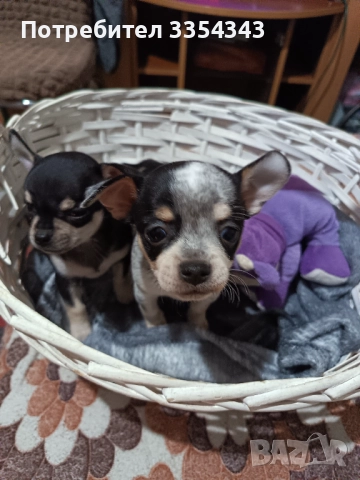 Чихо пинчери родени са 23.11.25, снимка 5 - Чихуахуа - 52791732